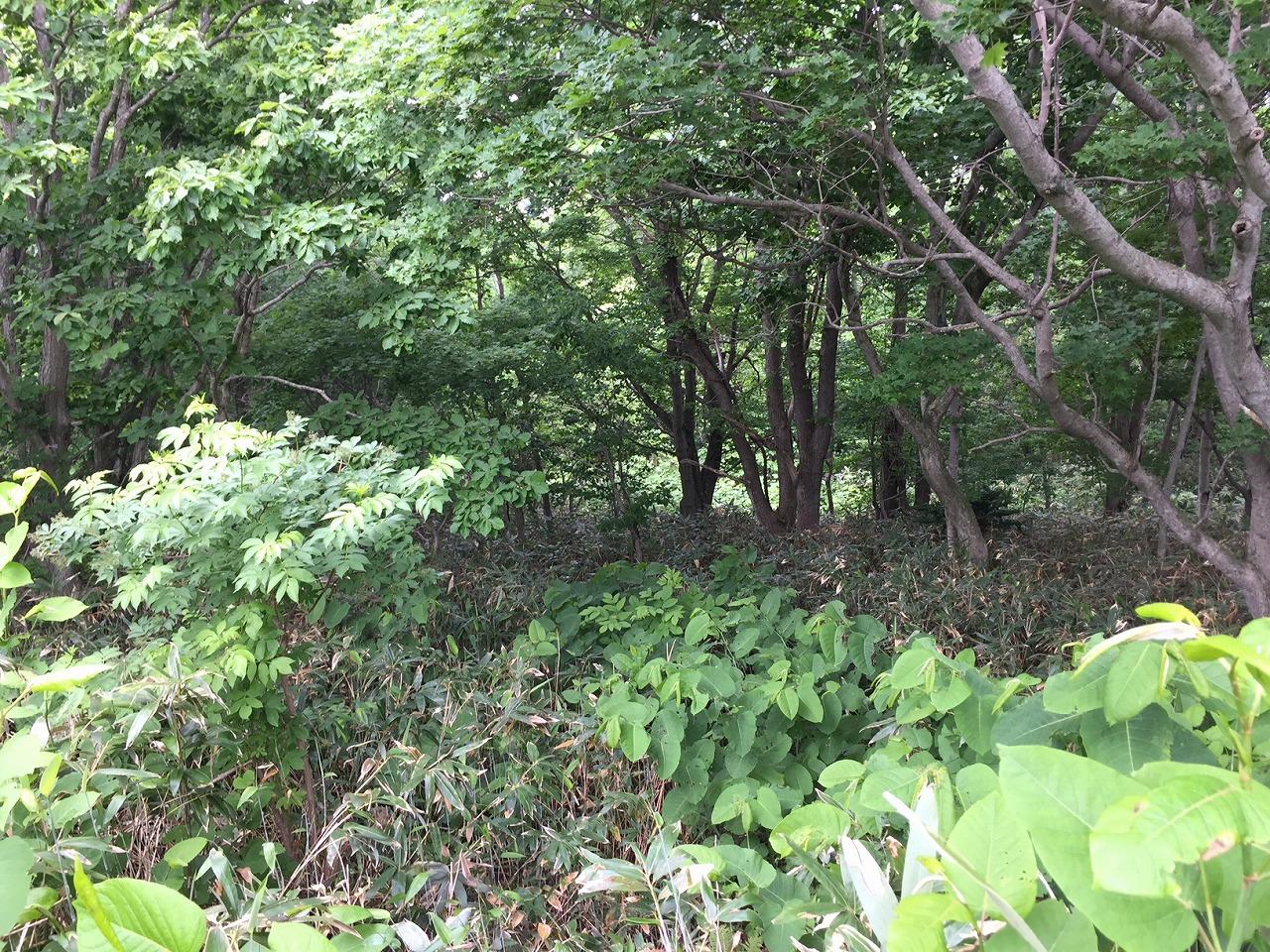 茅部郡鹿部町字宮浜　474㎡　198万円