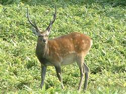 c_deer03.jpg
