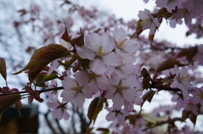 DSC00756_R.JPG