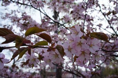 DSC00757_R.JPG