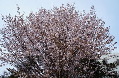 DSC00759_R.JPG