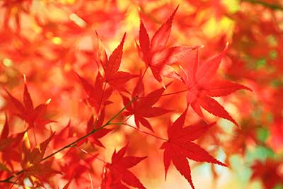 xautumn-leaves_00001.jpg.pagespeed.ic.nXRr4wziJh.jpg