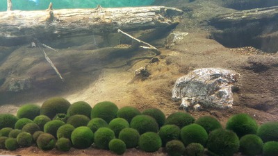 阿寒湖３.JPG