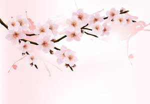 sakura.jpg